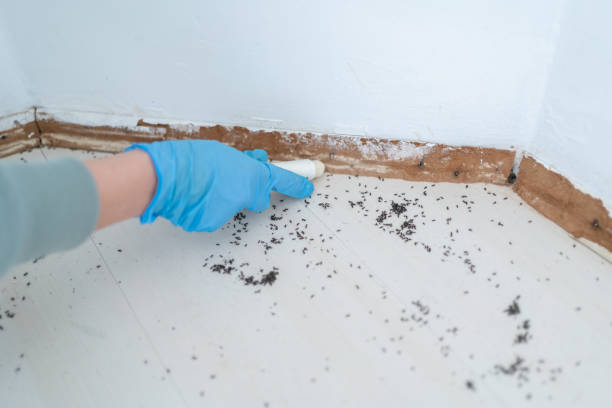 Best Residential Pest Control  in Glenwood, AR
